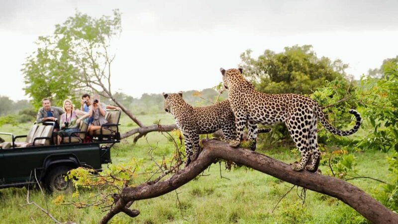 5-Day South Africa Tour: Cape Town, Safari, and Garden Route - What Could Be Improved