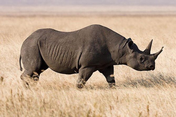 5 Day: Spectacular View of Ngorongoro Crater - Why This Tour Provides Great Value