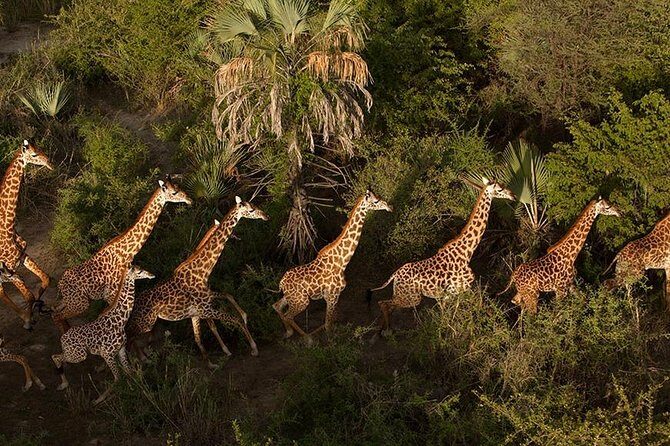5 Day: Spectacular View of Ngorongoro Crater - FAQs