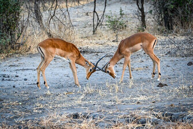 5-Day Tanzania Safari and Scenic Tour - The Sum Up