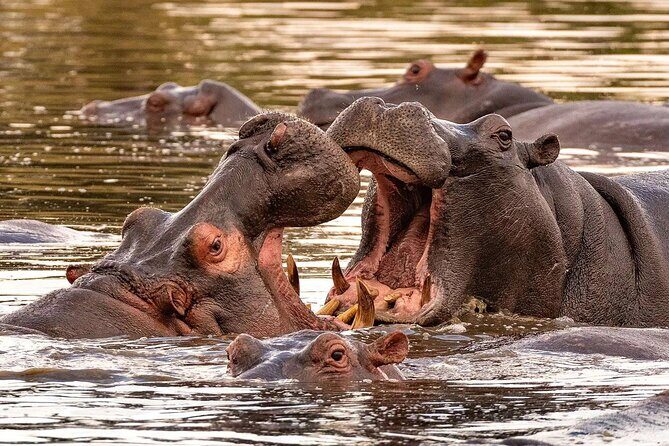 5 Day Tanzania Safari Camping Adventure Private Tour - An In-Depth Look at the Itinerary