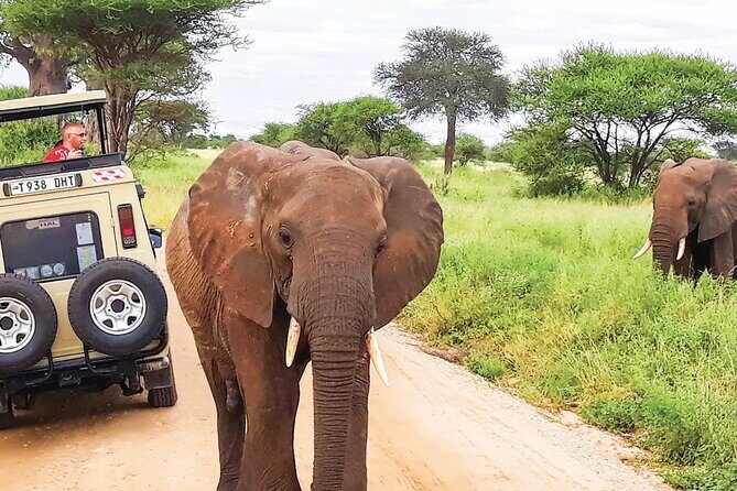 5 Day Tanzania Safari Camping Adventure Private Tour - What Do Travelers Say?