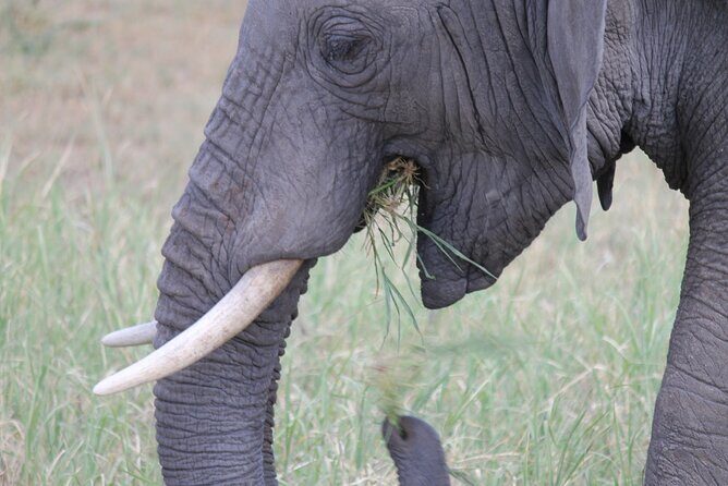 5 Day Tanzania Safari Camping Adventure Private Tour - Why This Safari Is a Great Choice