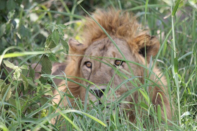 5 Day Tanzania Safari Camping Adventure Private Tour - Who Should Consider This Tour?