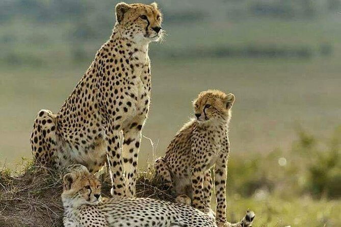 5 Day Tsavo [East & West] Amboseli & Taita Wildlife Park Safari Expedition - The Sum Up