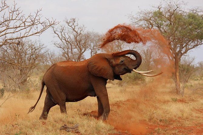 5 Day Tsavo [East & West] Amboseli & Taita Wildlife Park Safari Expedition - FAQ