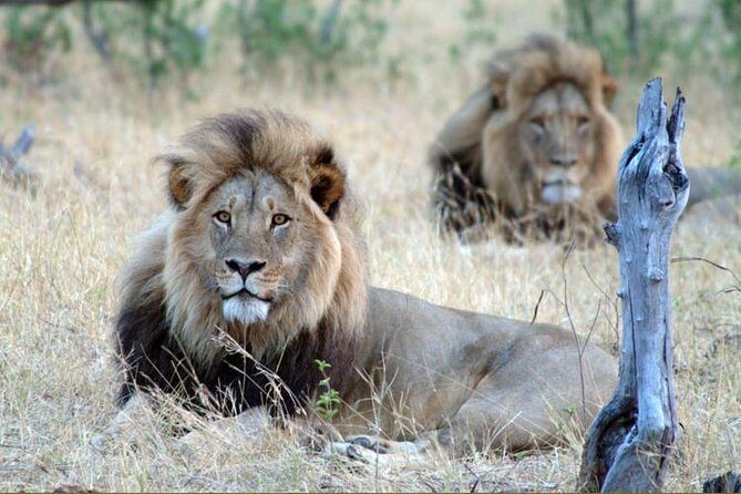 5 Day Victoria Falls and Hwange National Park Accommodated Tour Safari - Key Points