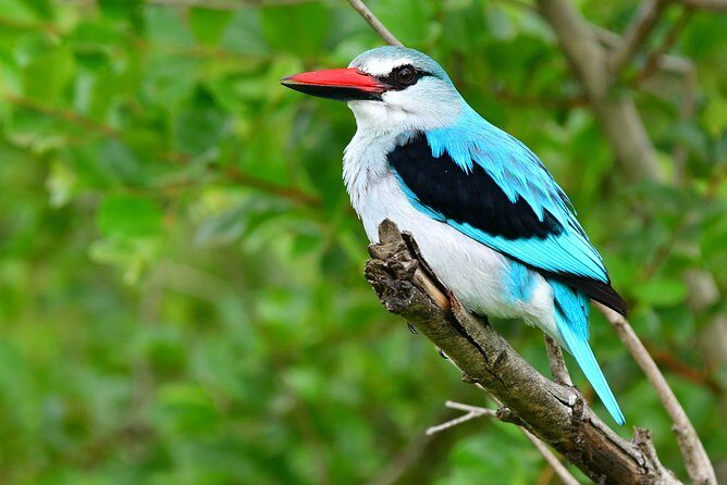 5 Day Wildlife Photographic Safari - Kruger National Park - B1 Photo Safaris - Why Choose This Safari?