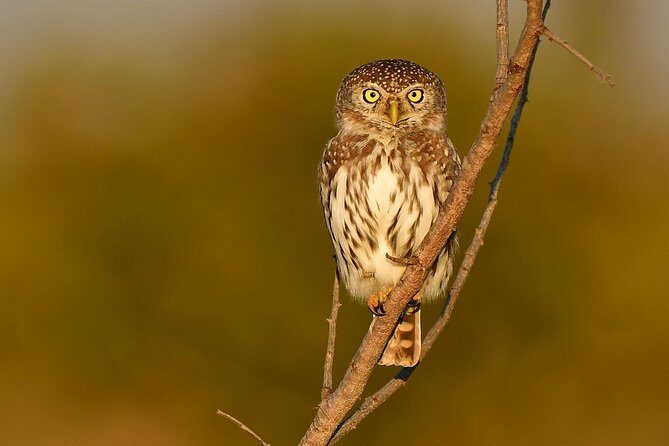 5 Day Wildlife Photographic Safari - Kruger National Park - B1 Photo Safaris - Pricing and Value