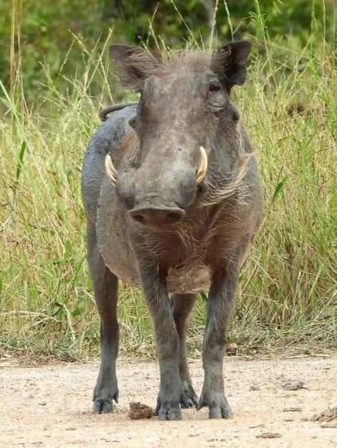 5-Day Wildlife Safari with Kigali City Tour and Lake Kivu. - Who Should Consider This Tour?
