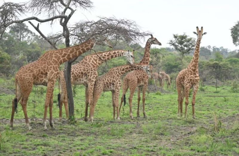 5-Day Wildlife Safari with Kigali City Tour and Lake Kivu. - The Sum Up