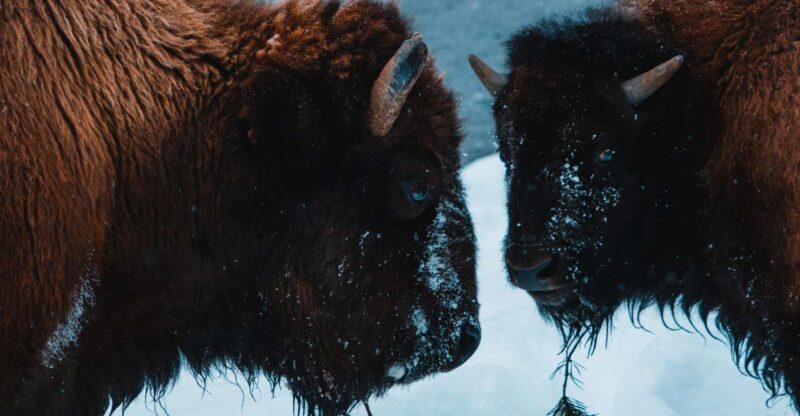 5-Day Winter Yellowstone Wildlife Tour - An In-Depth Look at the 5-Day Yellowstone Winter Experience