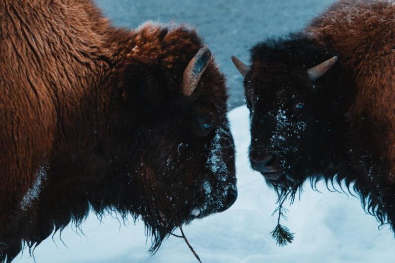 5-Day Winter Yellowstone Wildlife Tour - Logistics, Pricing, and What It All Means for You