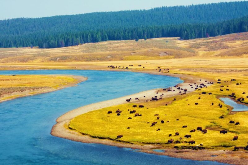 5-Day Winter Yellowstone Wildlife Tour - What Travelers Say and What to Expect