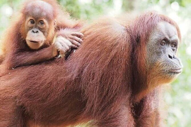 5 Day's 4 Night's jungle Tour trekking in Bukit Lawang - Introduction