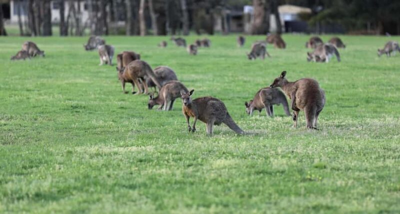 5 Days 4 Nights: Melbourne Package tour - Final Thoughts: Who Will Love This Tour?