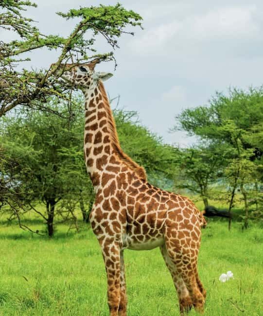 5 Days 4 Nights Northern Circuit Safari - Key Points