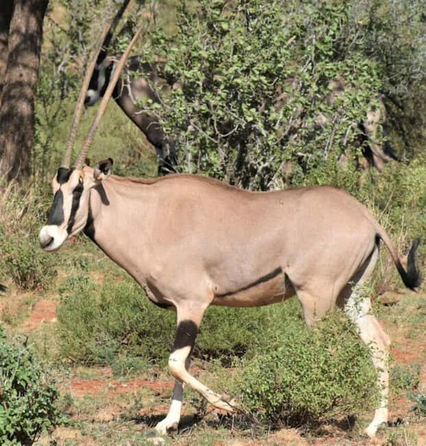 5-Days 4 Nights Safari to Samburu & Ol pejeta Conservancy - Day 1: Nairobi to Samburu National Reserve