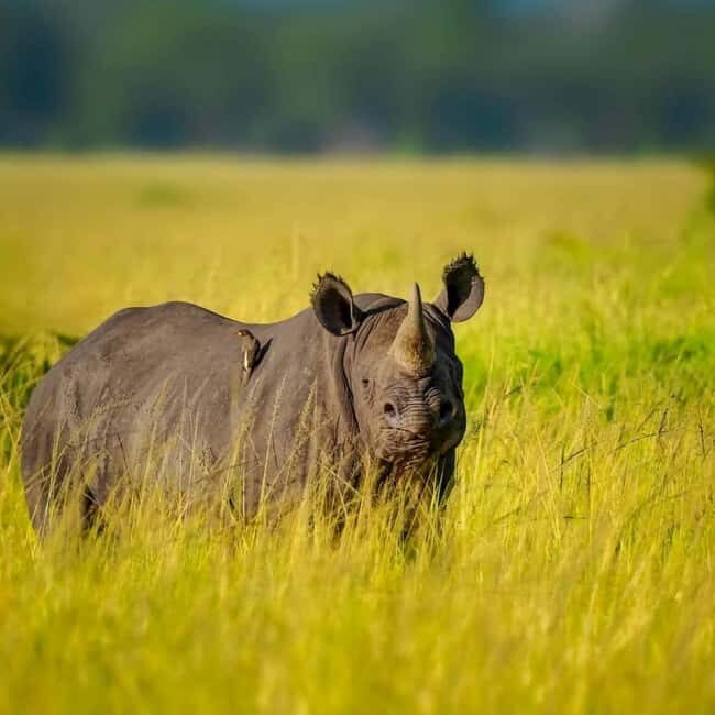 5-Days 4 Nights Safari to Samburu & Ol pejeta Conservancy - FAQ