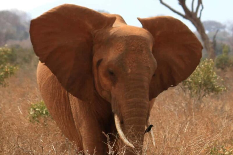 5 Days 4 nights Safari to Tsavo East,Tsavo West and Amboseli - Key Points