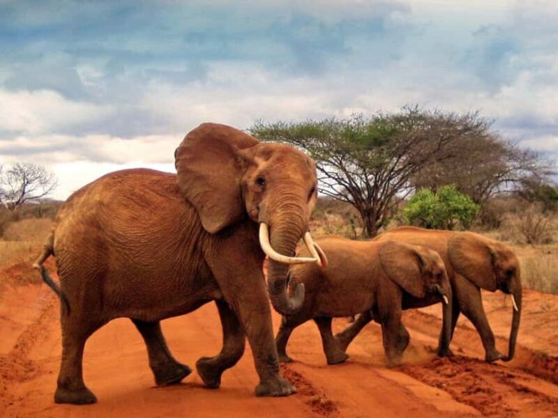 5 Days 4 nights Safari to Tsavo East,Tsavo West and Amboseli - An In-Depth Look at the Safari Experience