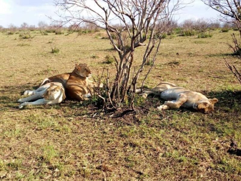 5 Days 4 nights Safari to Tsavo East,Tsavo West and Amboseli - Who Will Love This Safari?