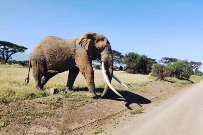 5 Days 4 nights Safari to Tsavo East,Tsavo West and Amboseli - The Sum Up