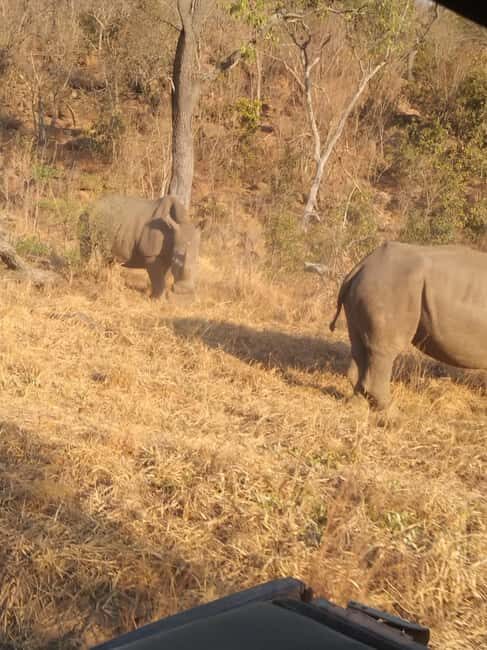 5 Days 4 Nights Safari Tour In Madikwe And Pilanersbeg - An In-Depth Look at the Itinerary