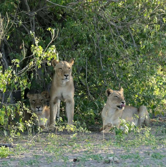 5 Days 4 Nights Safari Tour In Madikwe And Pilanersbeg - The Value in the Price