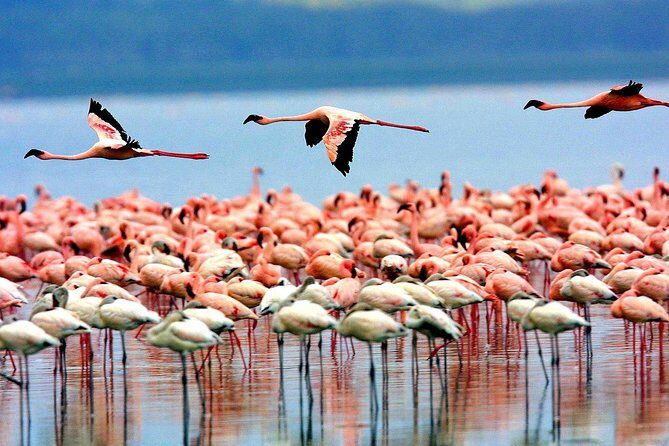 5 Days 4 Nights Tarangire, Serengeti , Ngorongoro & Manyara Wildlife Safari - Final Thoughts: Is This Safari Right for You?
