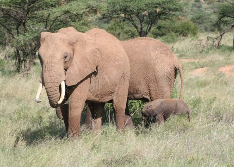 5 Days Amboseli, Lake Nakuru and Masai Mara Safari. - Key Points