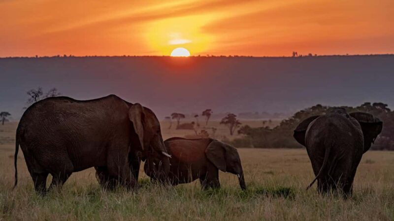 5 Days Amboseli, Lake Nakuru and Masai Mara Safari. - Analyzing the Value