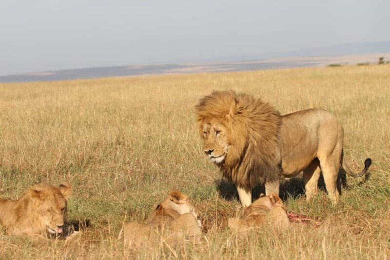 5 Days Amboseli, Lake Nakuru and Masai Mara Safari. - Who This Tour Suits Best