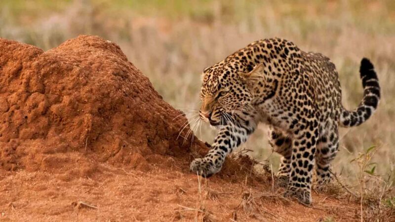 5 Days Amboseli, Lake Nakuru and Masai Mara Safari. - Final Thoughts