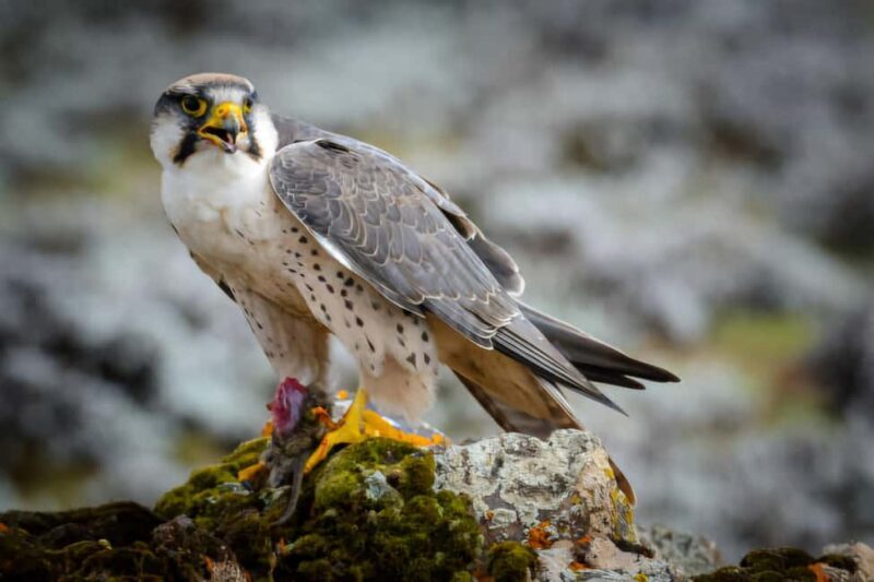 5 Days Bale National Park and Mountains Tour - Key Points