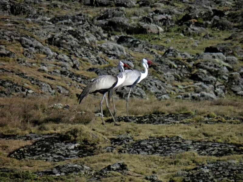 5 Days Bale National Park and Mountains Tour - An In-Depth Look at the Bale Mountains Adventure