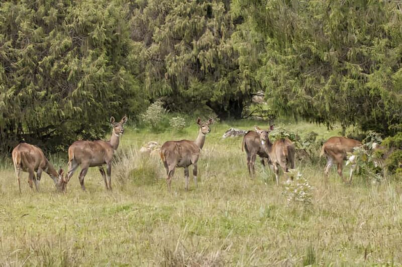 5 Days Bale National Park and Mountains Tour - Who Is This Tour For?