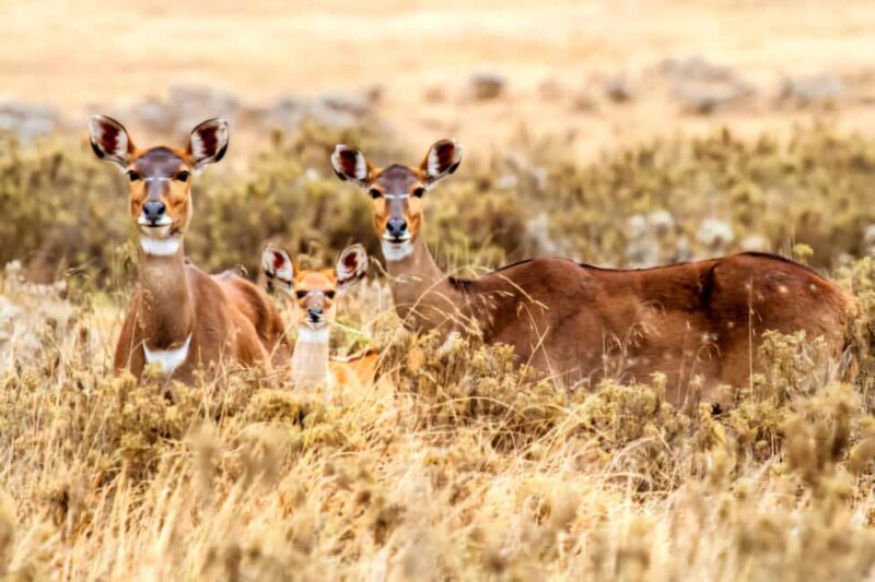5 Days Bale National Park and Mountains Tour - FAQ
