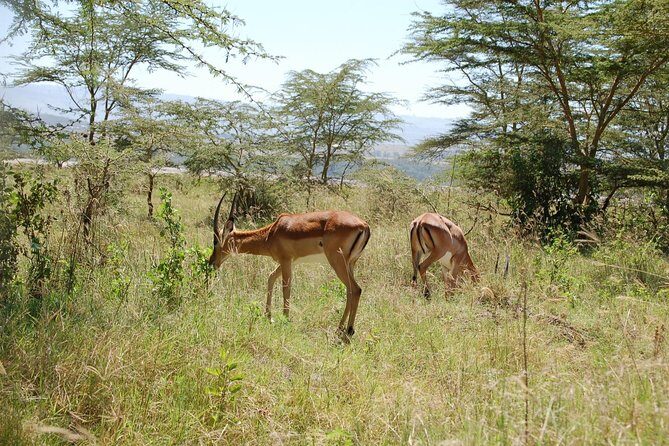 5 Days Best Of Kenya Safari - Introduction: A Kenyan Safari You Can Trust