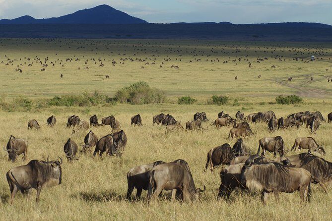 5 Days Best Of Kenya Safari - Exploring the Itinerary: A Day-by-Day Breakdown