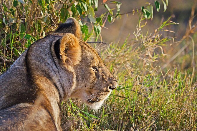 5 Days Best Of Kenya Safari - Who Will Love This Tour?