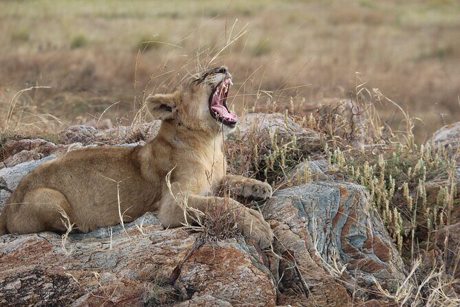 5 Days Best of Tanzania Luxury Safari Northern Circuit - FAQ