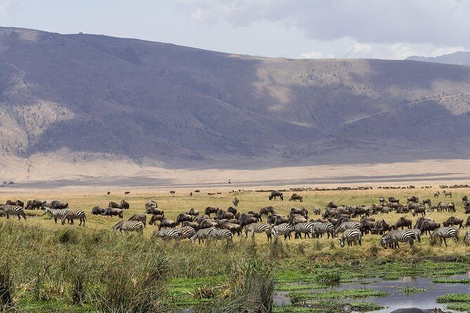 5 Days - Best Of Tanzania Northern Zone, Lodge Safari - Practical Tips for Travelers