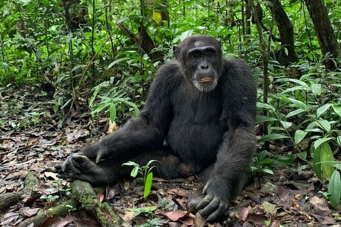 5 days best wildlife experience in Uganda - The Value of the Experience