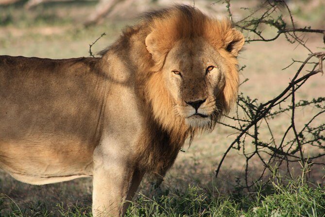 5 Days Big Five Adventures Luxury Lodge Safari in Tanzania - Introduction