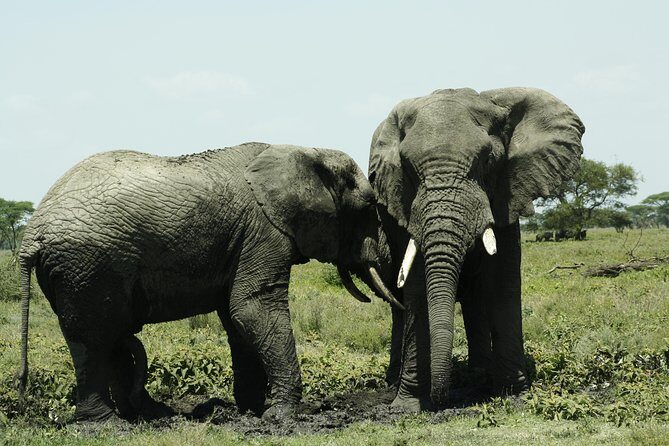 5 Days Big Five Adventures Luxury Lodge Safari in Tanzania - An In-Depth Look at the 5-Day Tanzania Safari