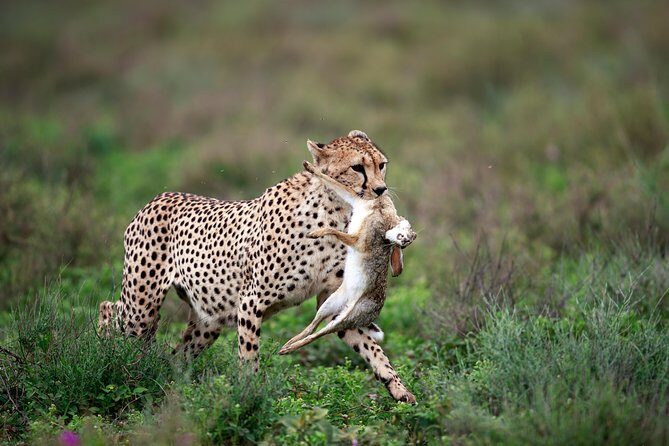 5 Days Big Five Adventures Luxury Lodge Safari in Tanzania - Who Will Love This Safari?