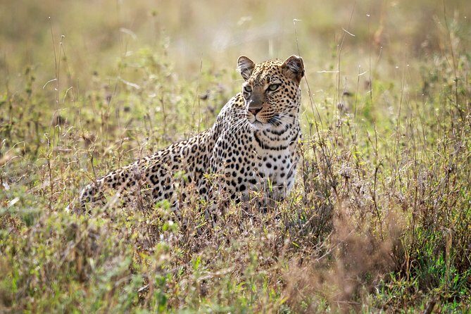 5 Days Big Five Adventures Luxury Lodge Safari in Tanzania - FAQ