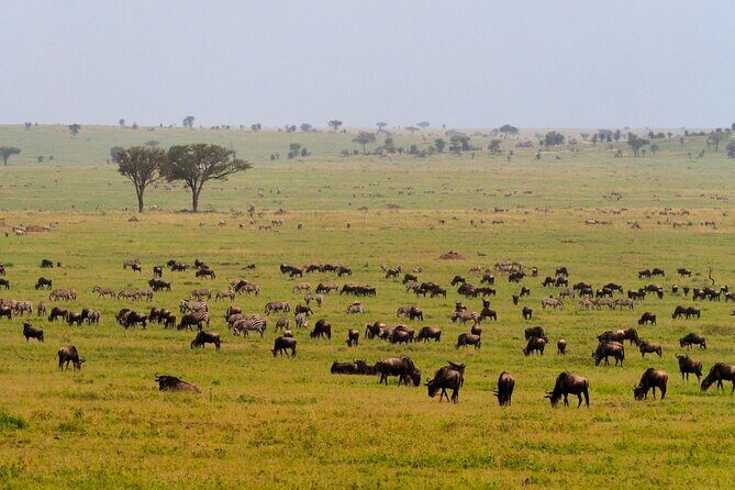 5 Days Budget Safari in Tanzania - Transportation, Lodging, and Timing