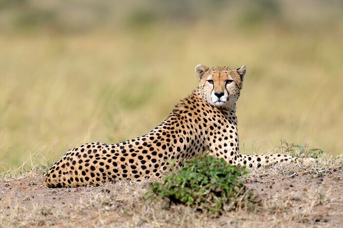 5 Days Budget Safari in Tanzania - FAQ